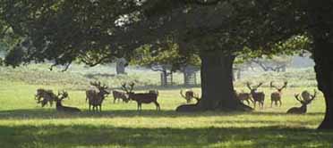 Woburn Deer Park